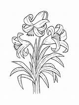 Coloring Pages Lily Flower Lilies Flowers sketch template