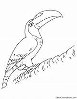 Toucan Coloring Pages Getdrawings Getcolorings sketch template