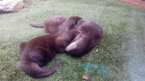 cute sleeping otters raww