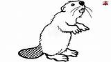 Beaver Simple Clipart Drawing Draw Easy Drawings Kids Step Paintingvalley sketch template