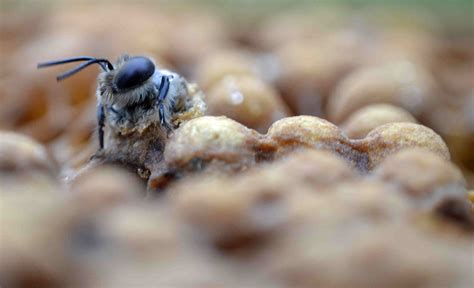 drone emerging  cell native queen bees