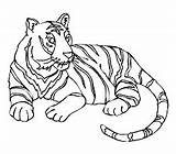 Tiger Coloring Pages Sumatran Tigers Printable School Color Animals Animal Ws Drawing First Wild Cute Designlooter Kids Activity Choose Board sketch template