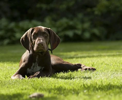 german shorthaired pointers shed pointer shedding guide