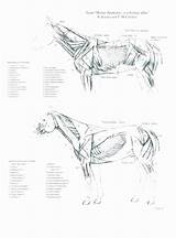Anatomy Veterinary sketch template