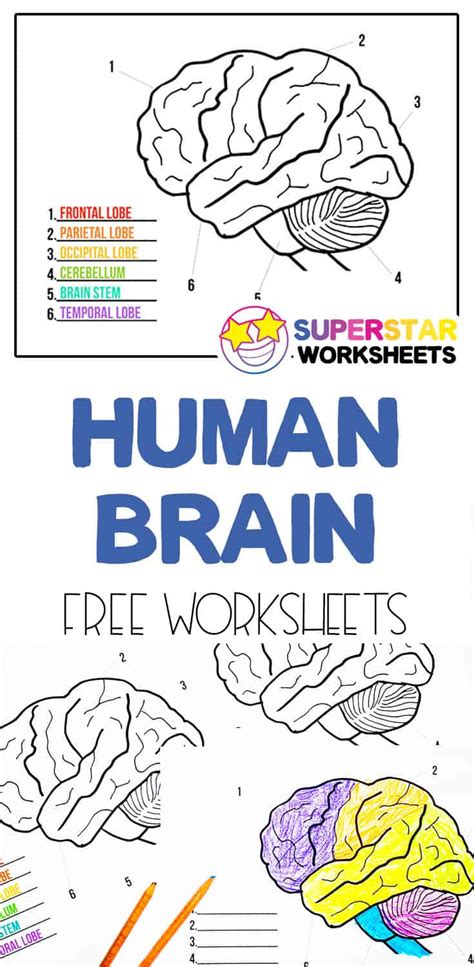 Human Brain Worksheets Superstar Worksheets