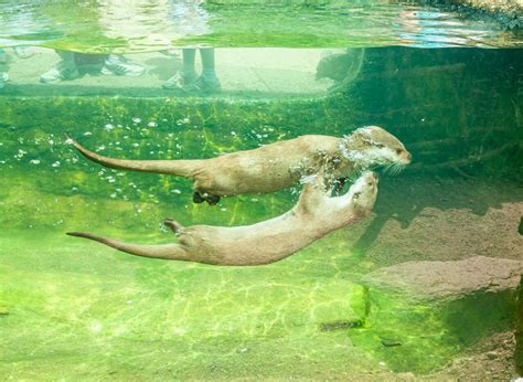 can otters breathe underwater [no here s why]