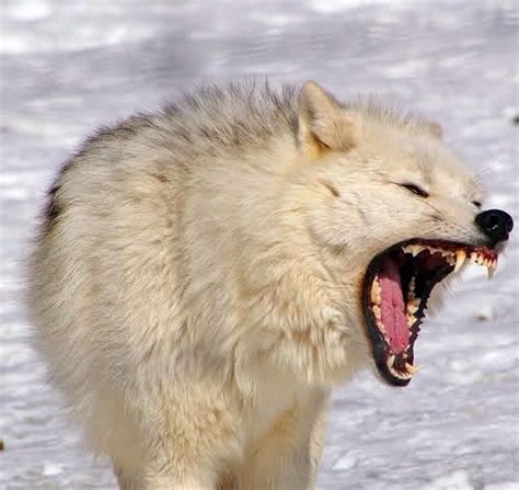 Growling Is Used As A Warning A Wolf May Growl At Intruding Wolves Or