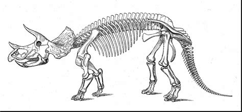 dinosaur skeleton cliparts   dinosaur skeleton