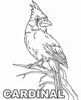Coloring Cardinal Bird Pages Print Printable Birds Color Branch Topcoloringpages sketch template