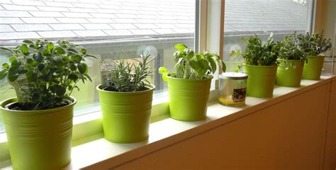 cornwall capers windowsill herbs