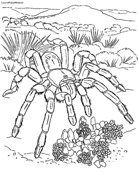 giant tarantula spider coloring sheet