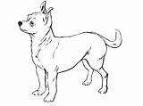 Chihuahua Coloring Pages Dog Color Print Colouring Sheet Printable Dogs Getdrawings Getcolorings Coloringbay Drawing Kids sketch template