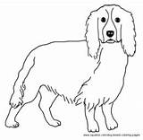Spaniel Springer Coloring Pages Cocker Dog Breed 254px 79kb Template Designlooter Puppy sketch template