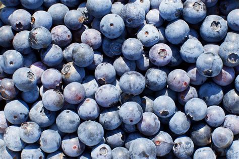 blueberry nutrition  picking season  building  rez