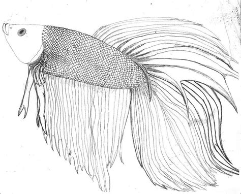 betta fish coloring pages coloringbay