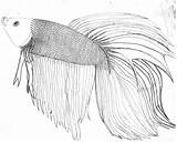Fish Betta Coloring Pages Realistic Sketch Info Some Drawing Deviantart Colouring Animals Drawings Coloringbay Printable Sketches Getdrawings Paintingvalley Choose Board sketch template