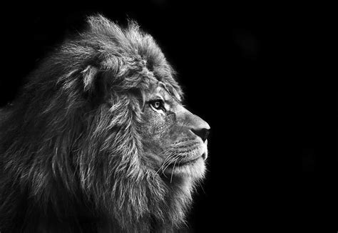fotobehang dieren fotobehang met leeuw op zwarte achtergrond