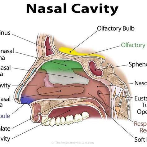nose parts diagram