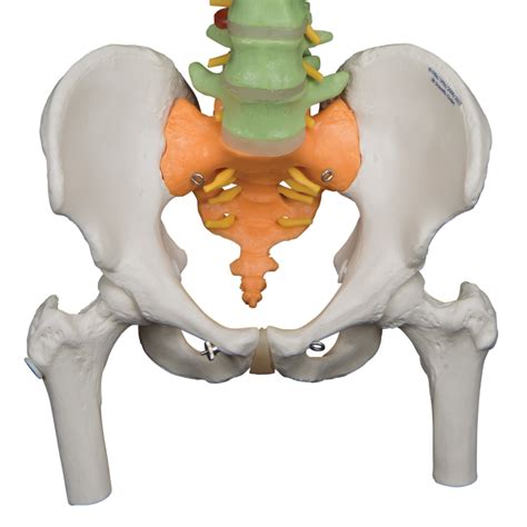 didactic flexible human spine model with femur heads 3b smart anatomy