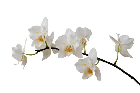 white orchid  white orchid medi spa