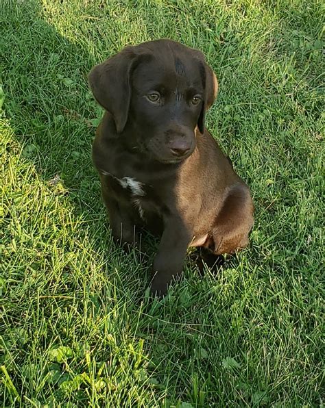 german shorthaired pointer lab mix puppies german shorthaired lab