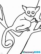 Coloring Pages Kids Baby Dk Busy Colouring Bushbaby Color Discovery Print Getdrawings sketch template