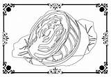 Coloring Cabbage Getcolorings Lettuce sketch template