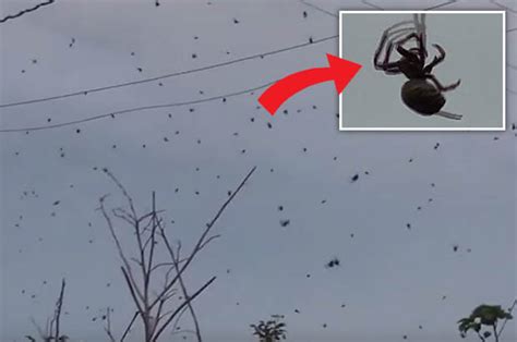 nightmarish footage shows thousands of spiders ‘raining