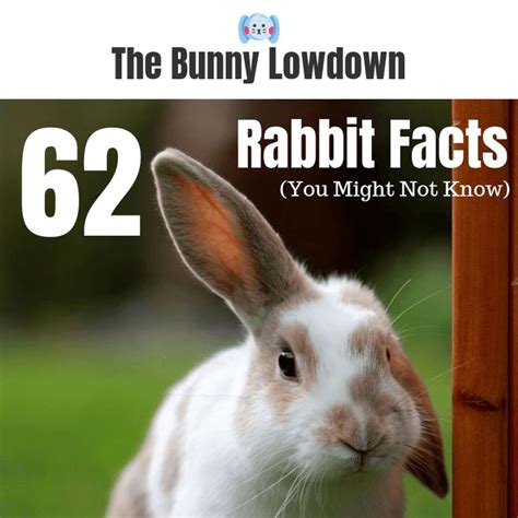 rabbit facts     rabbit facts rabbit rabbit