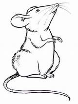 Rats Rat Coloring Colouring Pages Animals Pet Color Choose Board Sketch sketch template