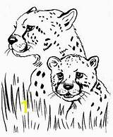 Cheetah Chester sketch template