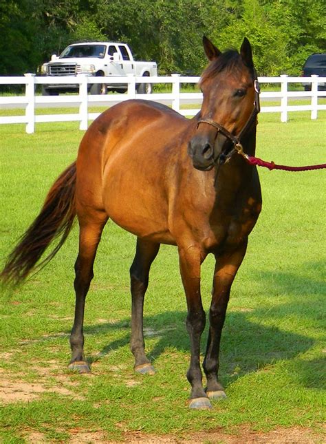 cv equestrian garden state thoroughbred horse