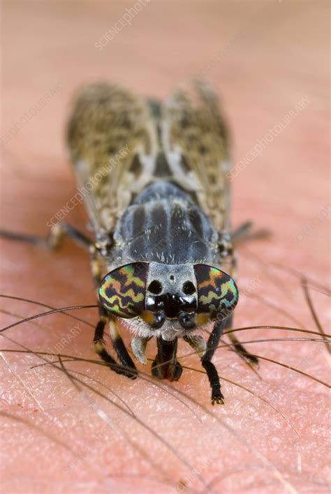 common horse fly stock image  science photo library