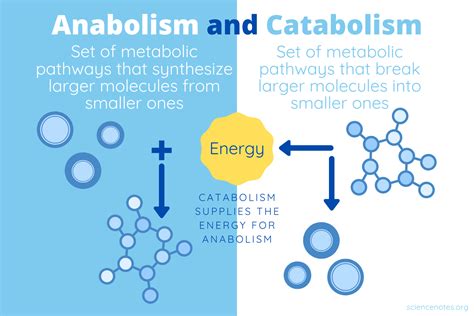 anabolism  catabolism definitions  differences