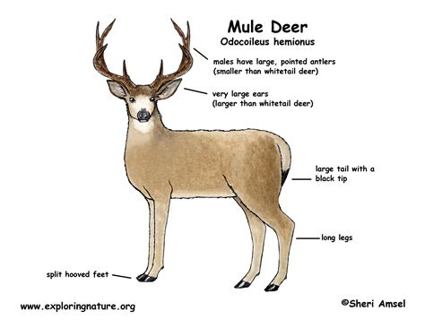 mule deer vitals diagram wiring diagram pictures