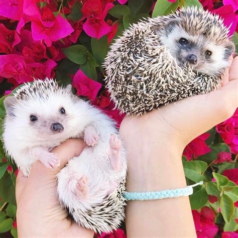 favorite hedgehogs  atollieandpals baby hedgehog cute