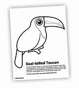Coloring Toucan Pages Billed Keel Birdorable Bird Designlooter Feed Rss Subscribe Check Other 39kb sketch template