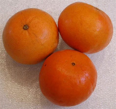 tangerines ingredients descriptions     creaturesorg vegetarian vegan recipe