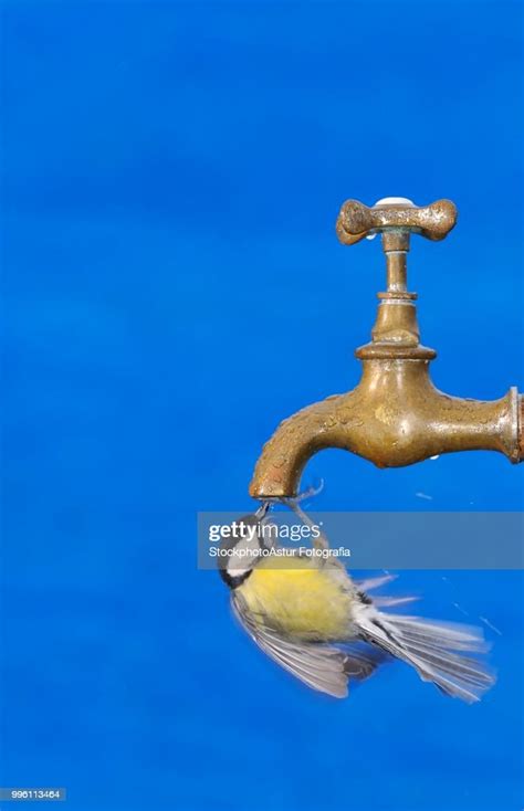 Closeup Of Big Tit Drinking In Motion Photo Getty Images