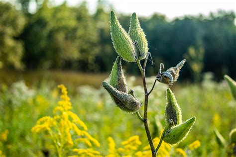 prune milkweed  milkweed deadheading