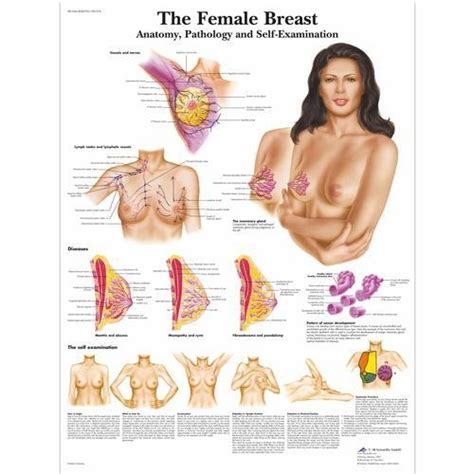 female breast chart anatomy pathology