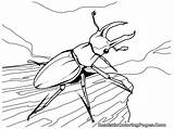 Insects Beetles sketch template