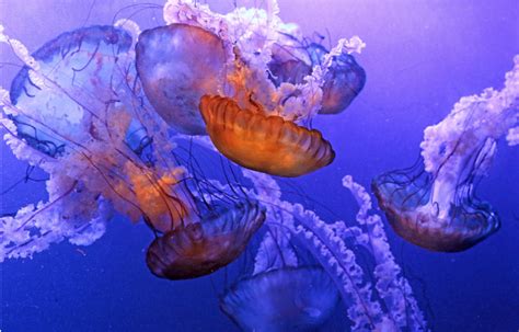 maritime aquarium  features biggest jellyfish exhibit   region darienitedarienite