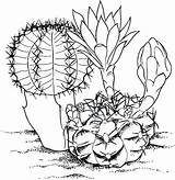 Coloring Pages Cactus Desert Flower Plants Animals Big Print Printable Getdrawings Getcolorings Color Button Through sketch template