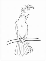 Pages Coloring Cockatoo Birds Cockatoos Recommended sketch template