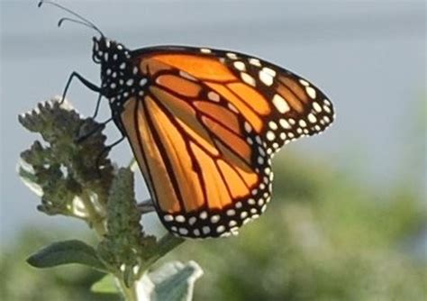 nature  monarch butterflies   giant swallowtail visit