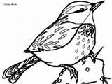 Wren Coloring Cactus Pages Bird Designlooter Ws sketch template