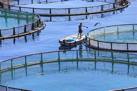 aquaculture combined  science  revolutionize fish farming