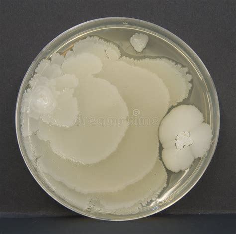 bacillo batteri su una zolla  petri immagine stock immagine  petri piatto