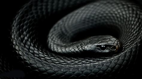 black mamba snake reptiles snake mamba animals black mamba hd   hd